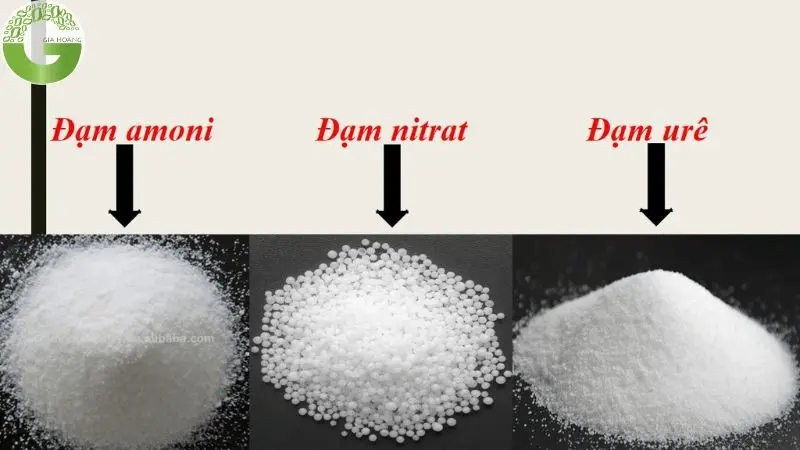 nh4 là cation hay anion