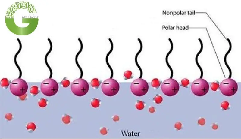 Chất Hoạt Động Bề Mặt Anion Chất Hoạt Động Bề Mặt Anion