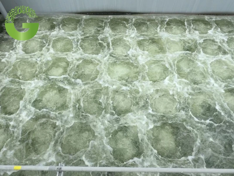 Xử lý nước thải hiếu khí