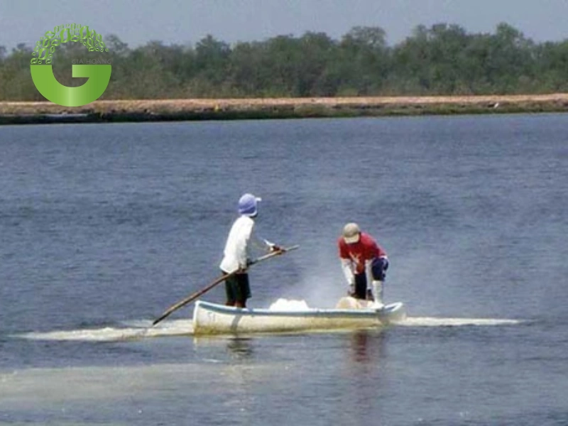 Lưu ý trong quá trình sử dụng vôi bột cho đáy ao