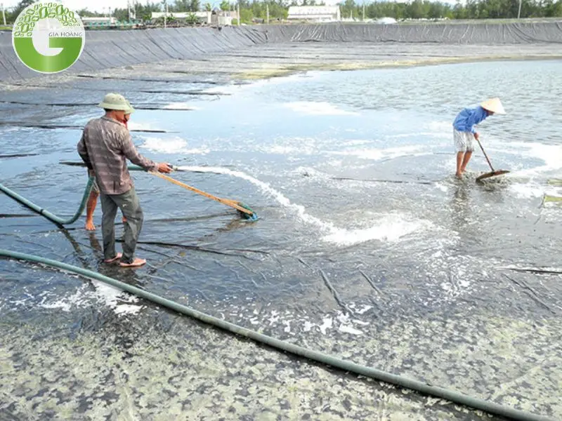 vôi tôi được sử dụng trong nuôi trồng thủy sản