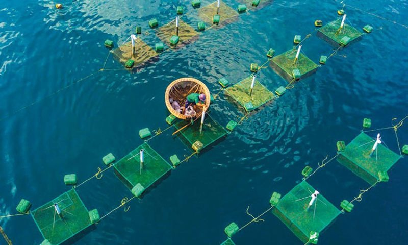 Than được dùng xử lý nước trong nuôi trồng thủy hải sản