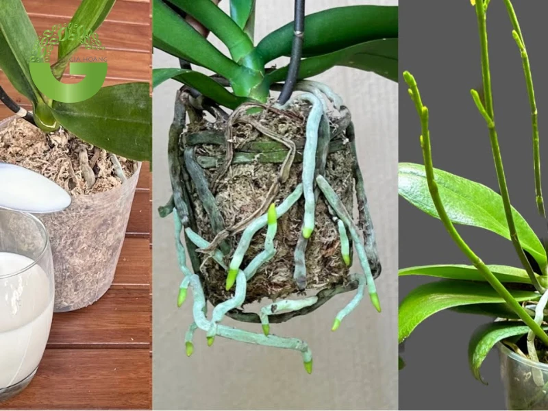 Thời điểm cần pha nước vôi trong tưới lan