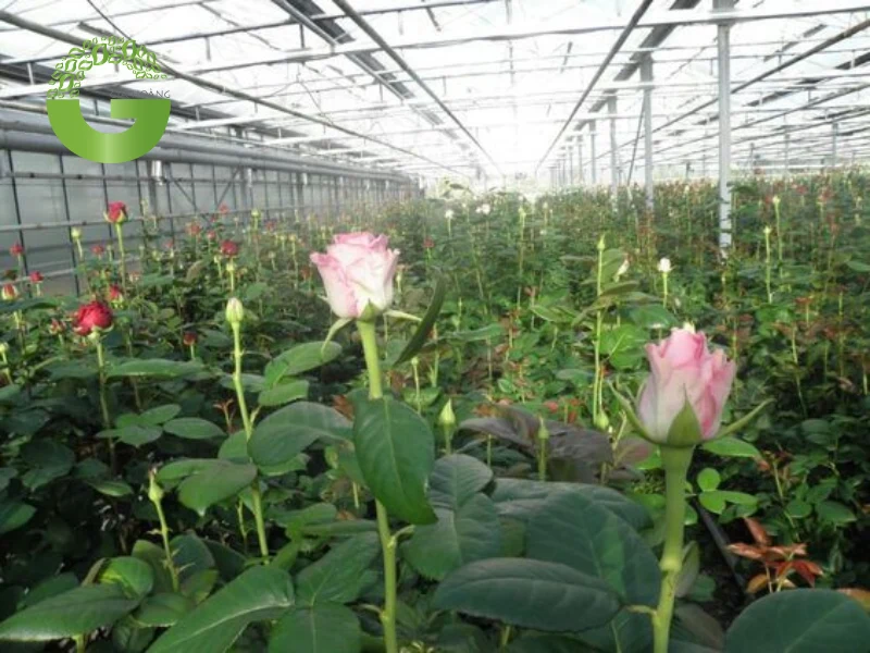 Cách bón vôi cho cây hoa hồng