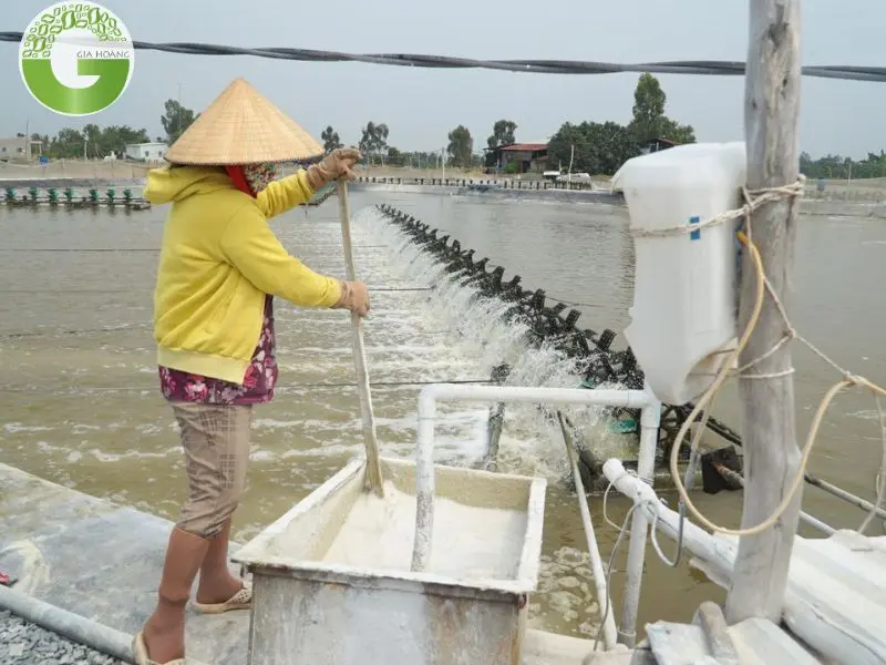 Vôi Tôi (Ca(OH)2) Trong Nuôi Trồng Thủy Sản: Công Dụng, Cơ Chế Và Hướng Dẫn Sử Dụng Hiệu Quả