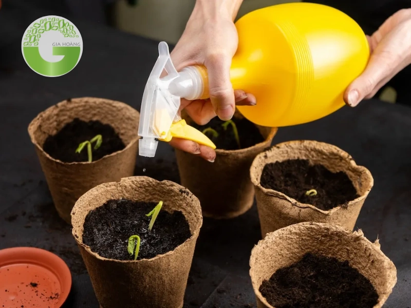 Tăng cường sức sống và khả năng hấp thụ dinh dưỡng