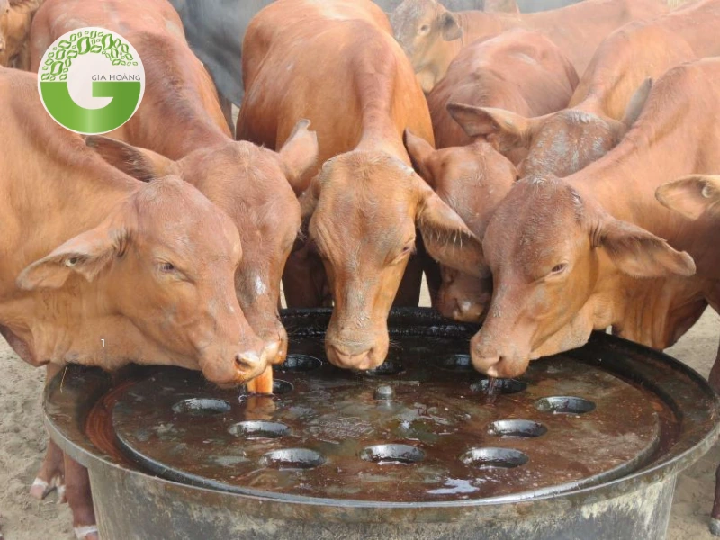 Tác dụng của mật rỉ đường trong chăn nuôi đối với gia súc