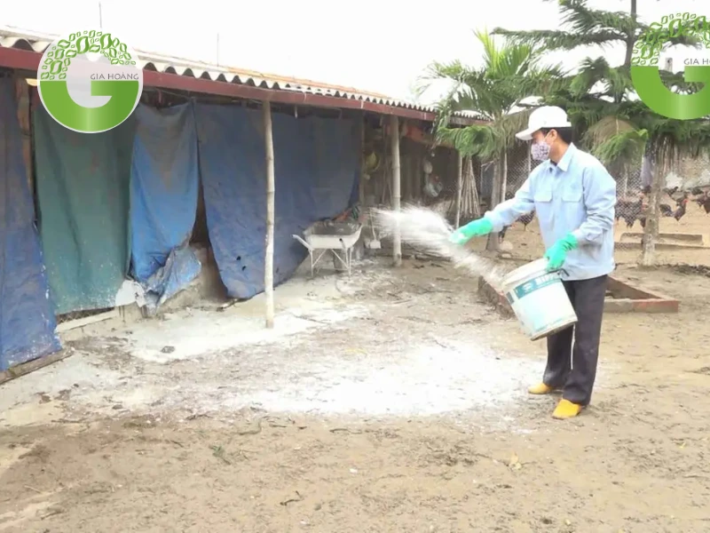 ứng dụng của Ca(OH)2 trong khử trùng chuồng trại