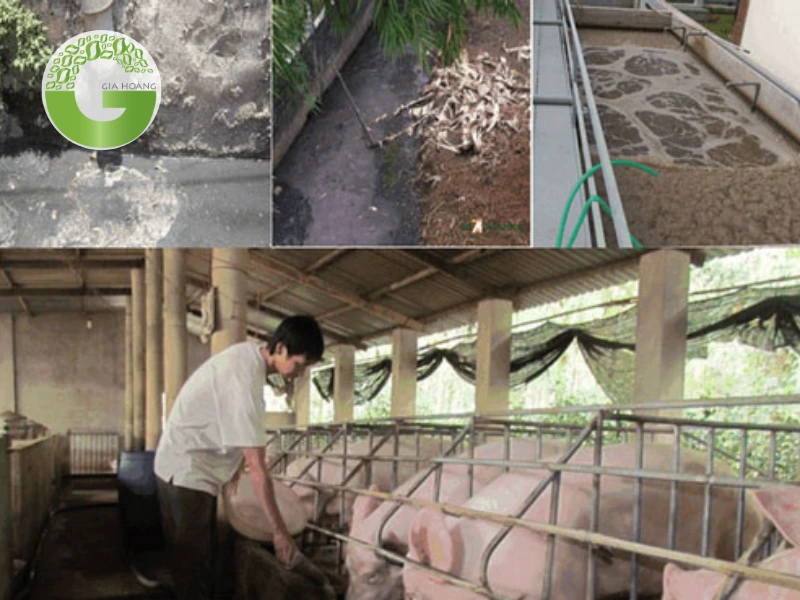 Thành phần và tác hại của nước thải chăn nuôi