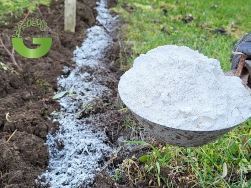 Tại sao bón vôi có thể khử chua đất