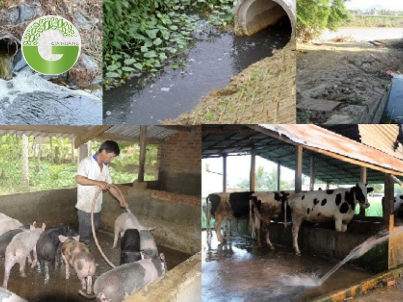 Quy trình xử lý nước thải chăn nuôi điển hình và vai trò của hóa chất