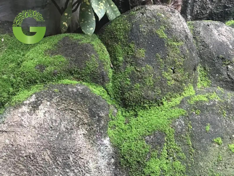 Tác hại của rong rêu