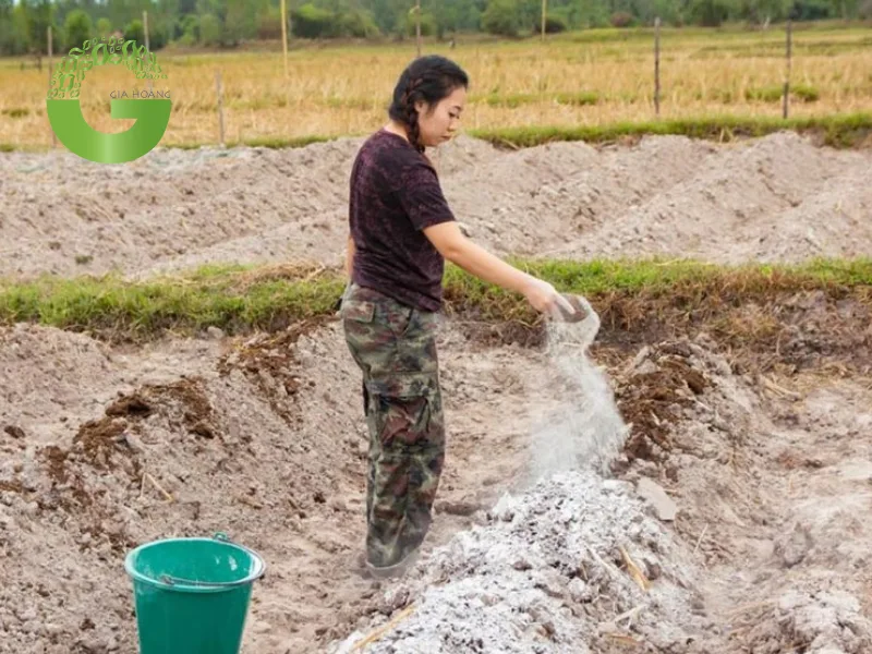 Bón vôi cho đất chua mang lại lợi ích bất ngờ