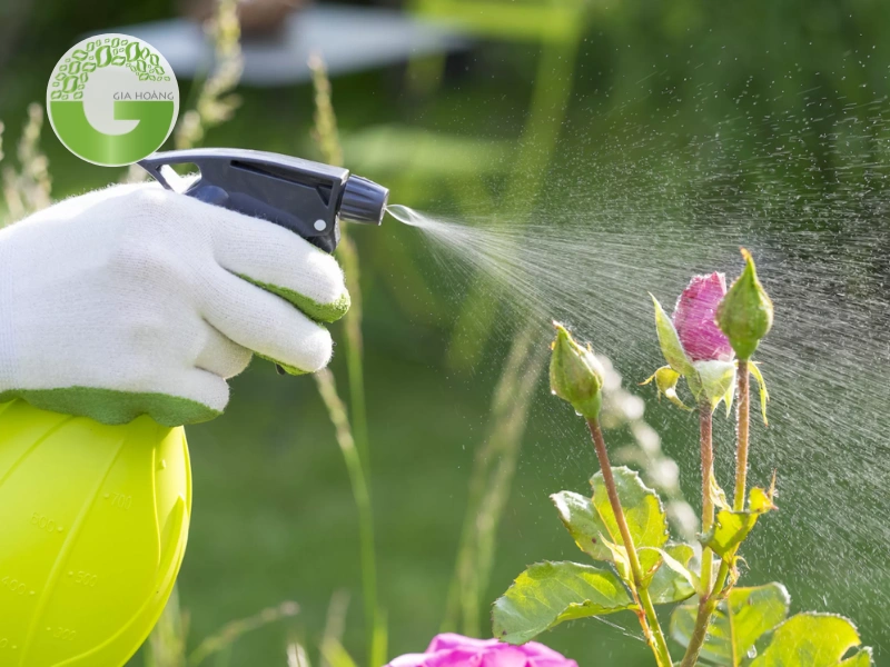 Kích thích nảy mầm hạt giống và tăng tỷ lệ sống của cây con