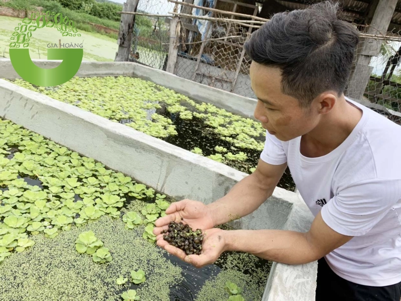 Người nông dân đang kiểm tra ốc bươu đen trong bể nuôi, sử dụng vôi canxi để duy trì chất lượng nước và bảo vệ ốc khỏi các bệnh lý phổ biến trong nuôi trồng thủy sản.