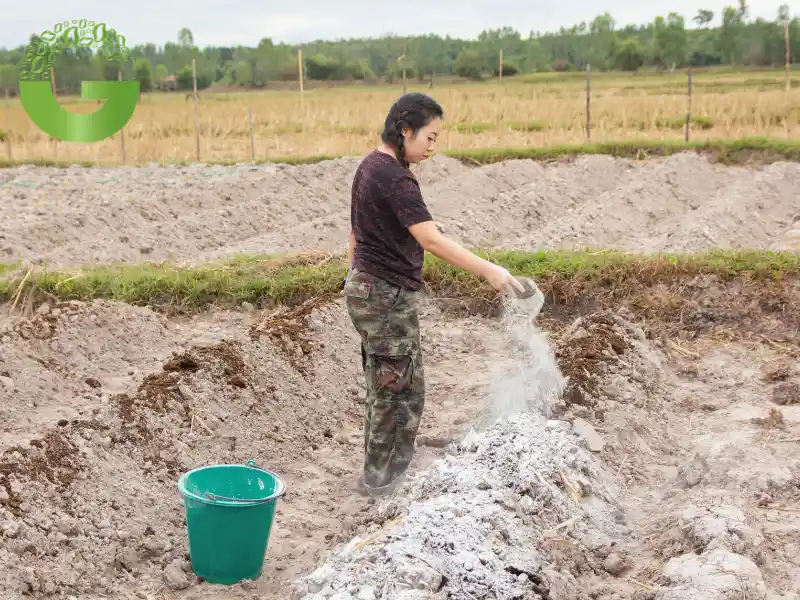 Rải đều bột vôi trên mặt đất Rải đều bột vôi trên mặt đất
